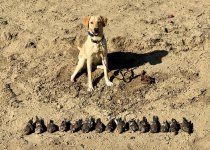 IMG_3763.jpeg