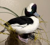 IMG_1701.jpeg IMG_1701.jpeg