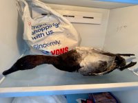 IMG_4233.jpg IMG_4233.jpg