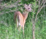 buck1.jpg