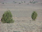 group_of_antelope.jpg