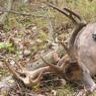 coyotebandit