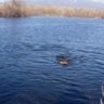 huntducks