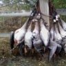 Liv2huntducks
