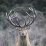 DEERSLAM