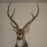 Gomer76825