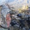 prohunter