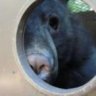 DFG_Bear