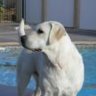 mojavebirdog