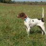 Shady Meadows Gundogs