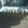 bigfoot1488