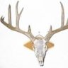 Buck Wrangler