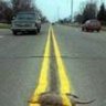 wilbur