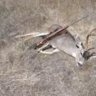 4x4Buck