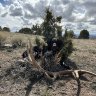 WyomingWhitetails