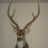 Gomer76825
